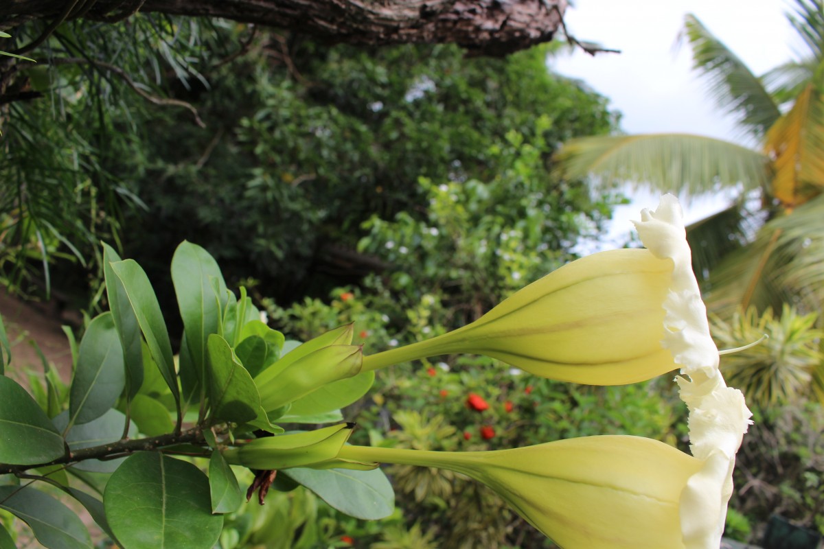 Solandra longiflora Tussac